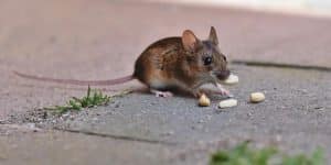 Kleine Maus frisst Köder Nüsse